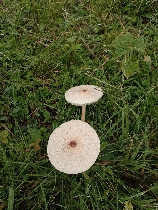 The valuable natural treasure protected by El Morado.